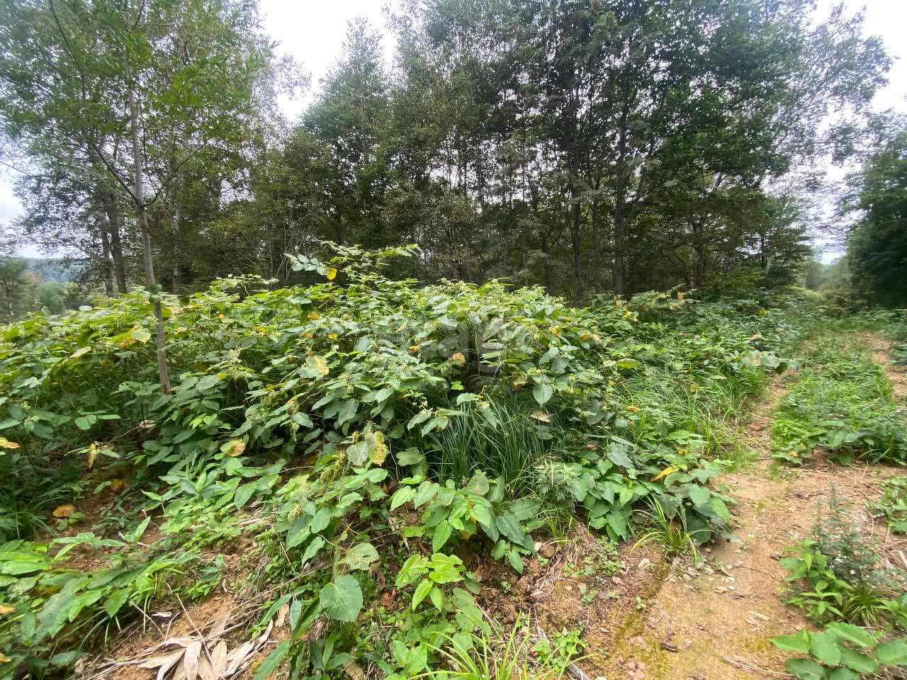 Продажа участка, Южно-Сахалинск, Сахалинская область,  Южно-Сахалинск