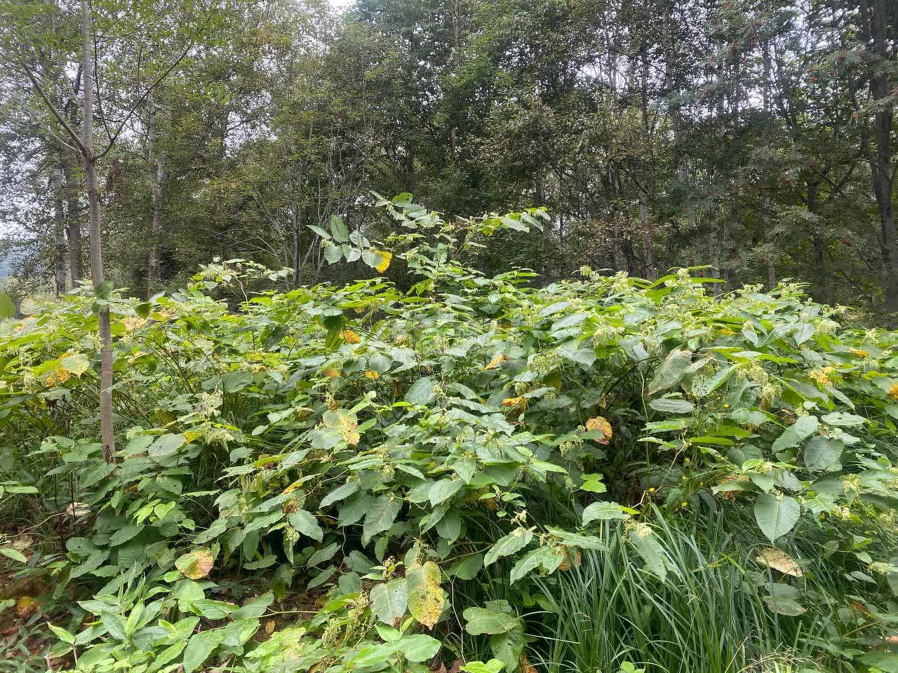 Продажа участка, Южно-Сахалинск, Сахалинская область,  Южно-Сахалинск