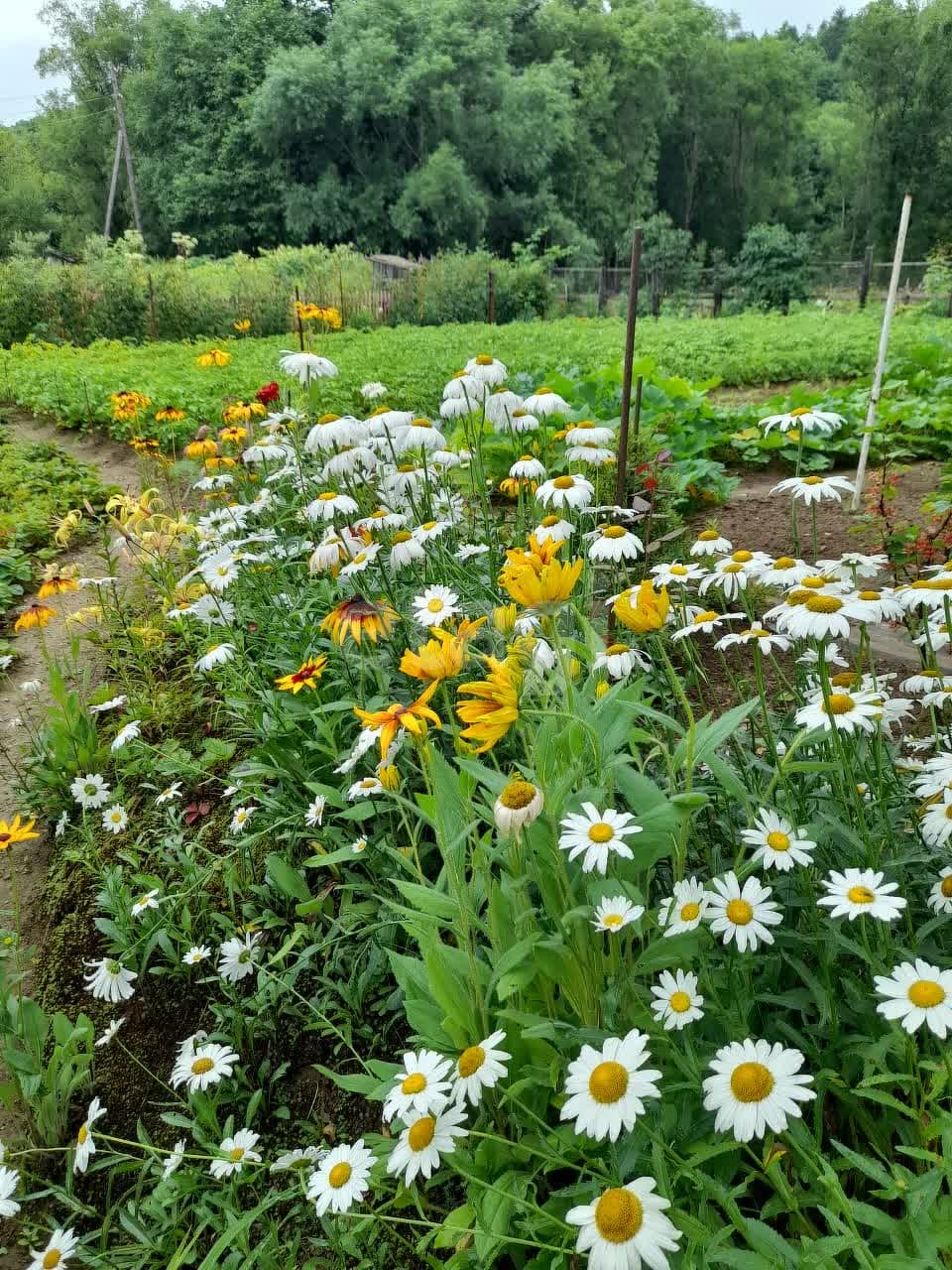 Продажа участка, Южно-Сахалинск, Сахалинская область,  