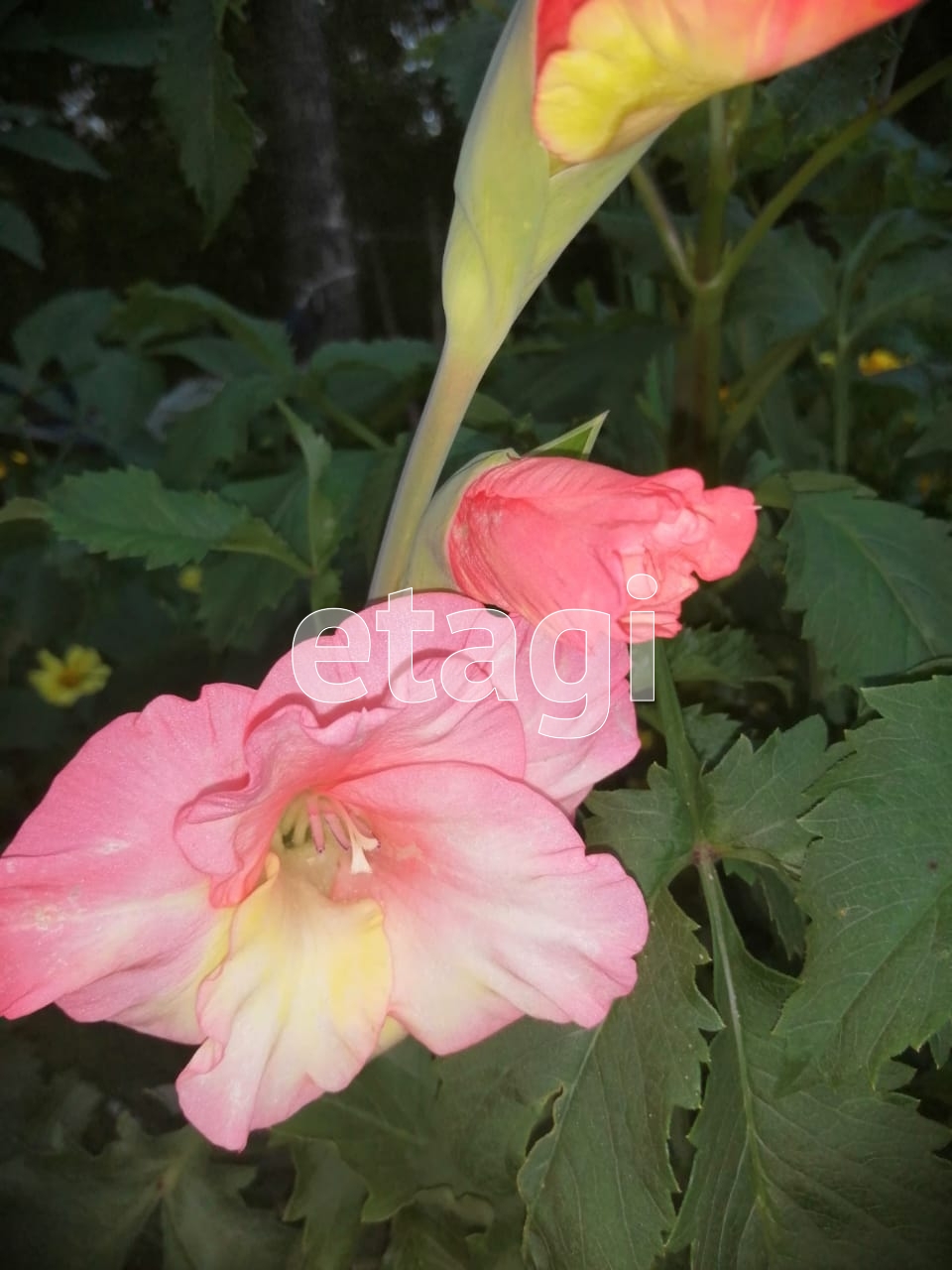 Продажа участка, Южно-Сахалинск, Сахалинская область,  