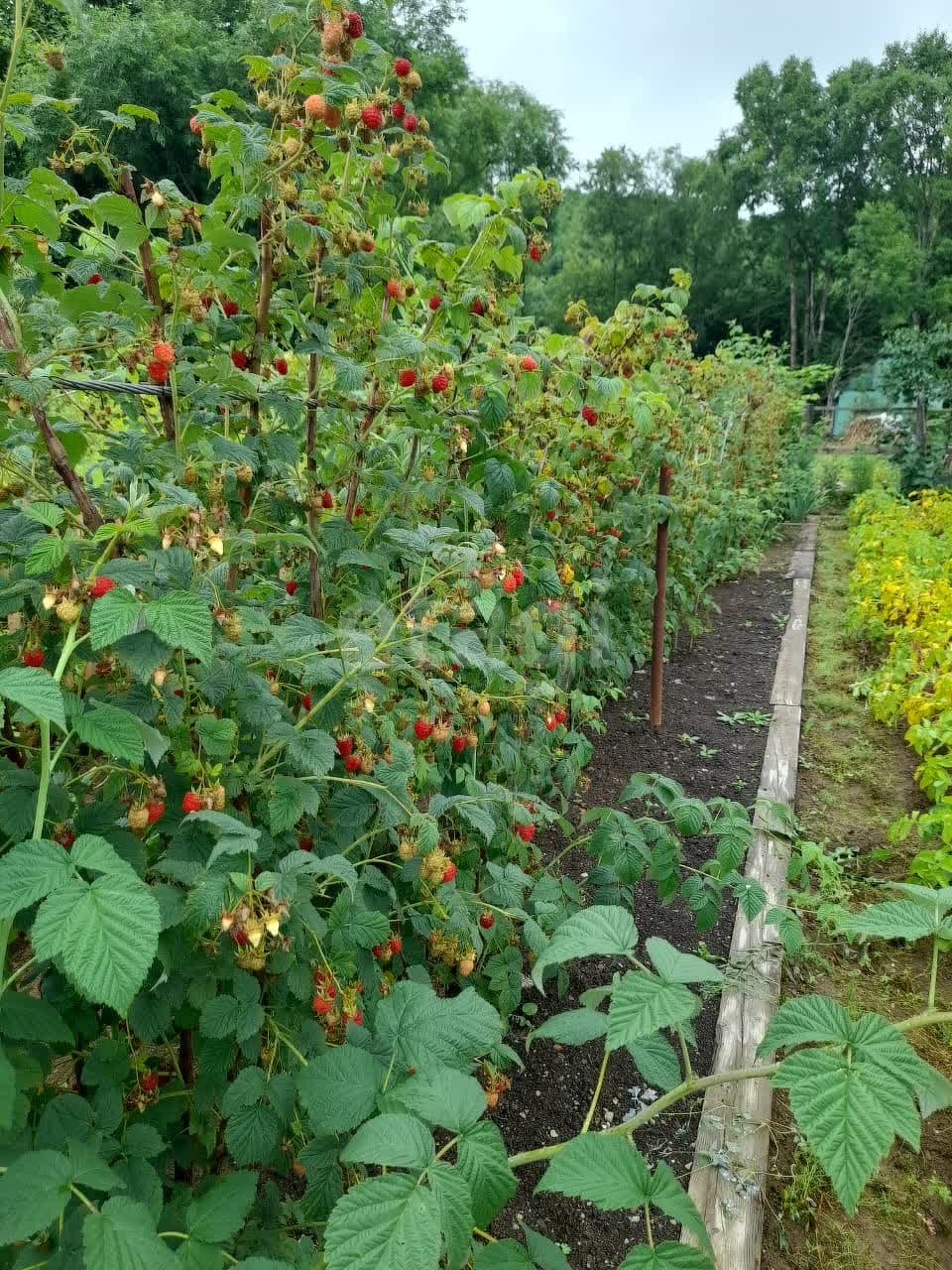 Продажа участка, Южно-Сахалинск, Сахалинская область,  