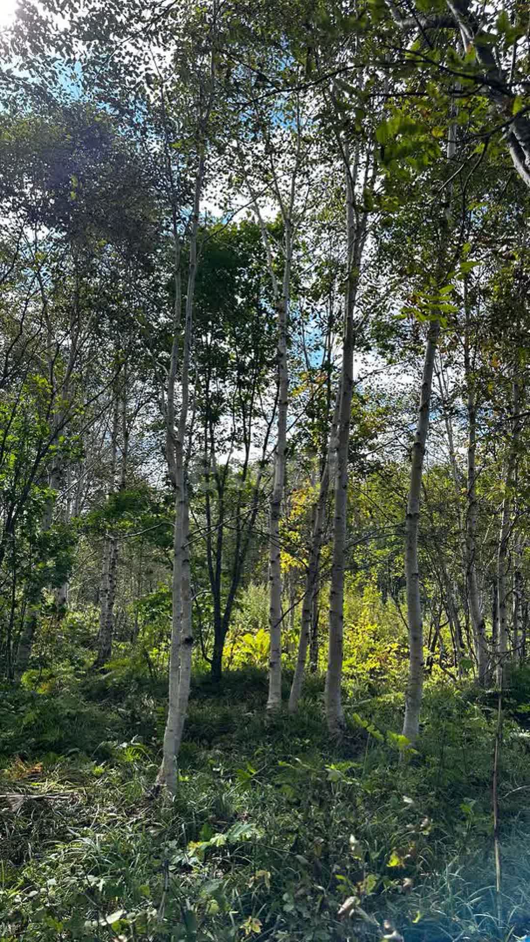 Продажа участка, Южно-Сахалинск, Сахалинская область,  Южно-Сахалинск