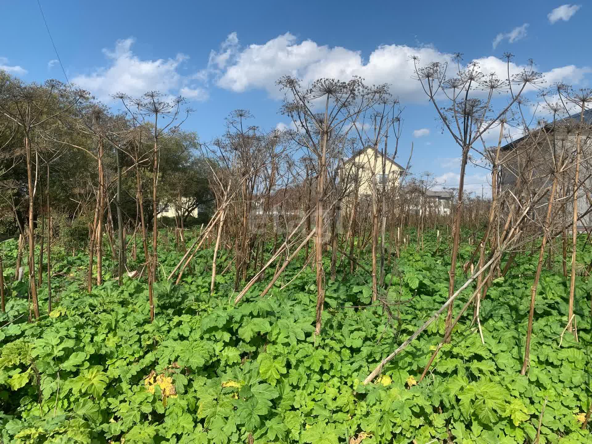 Продажа участка, Южно-Сахалинск, Сахалинская область,  