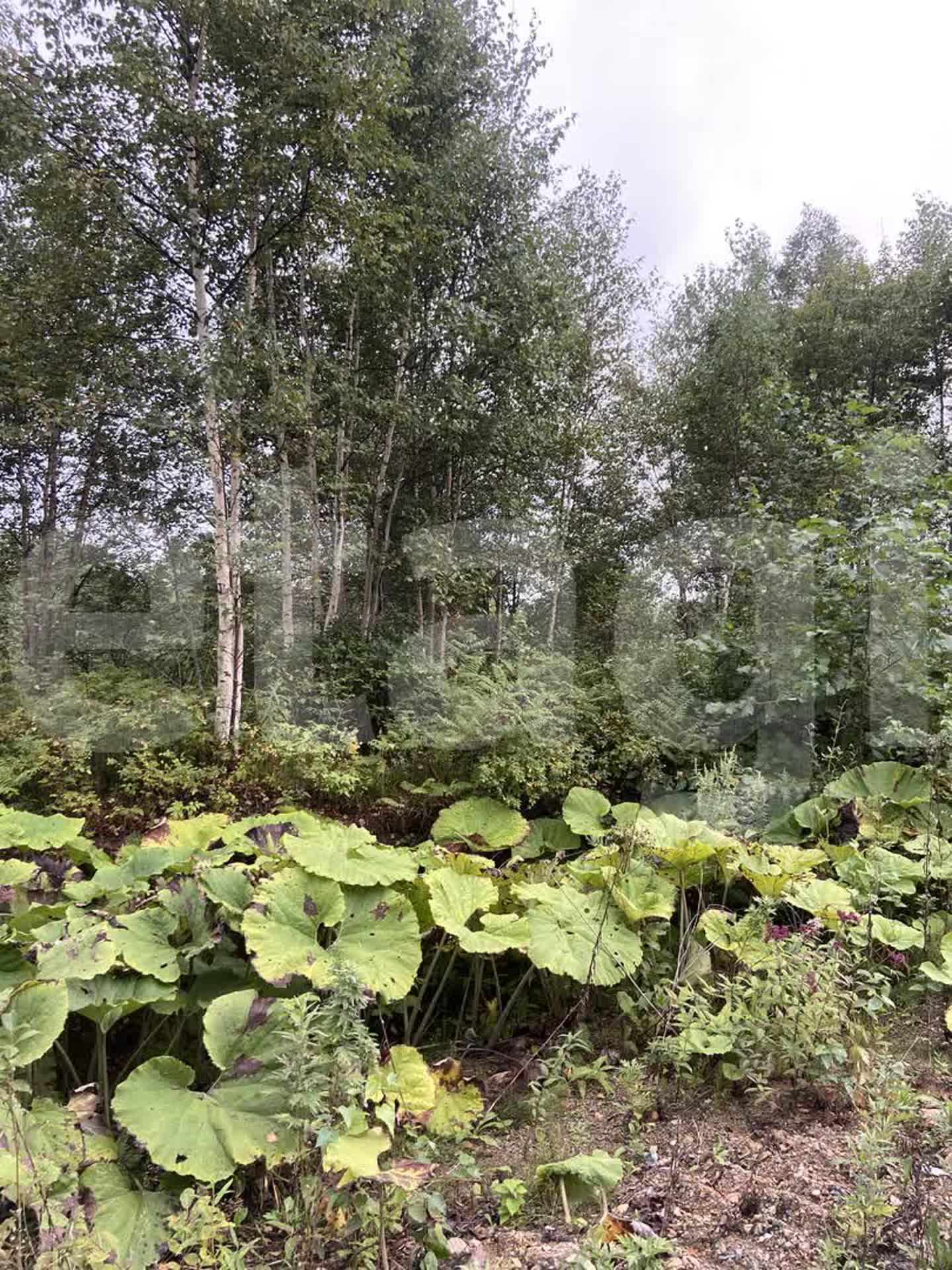 Продажа участка, Южно-Сахалинск, Сахалинская область,  