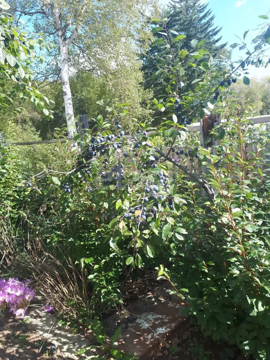 Продажа участка, Южно-Сахалинск, Сахалинская область,  