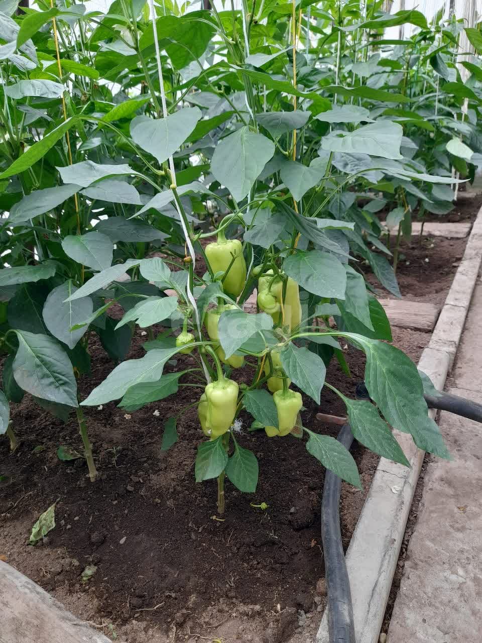 Продажа участка, Южно-Сахалинск, Сахалинская область,  