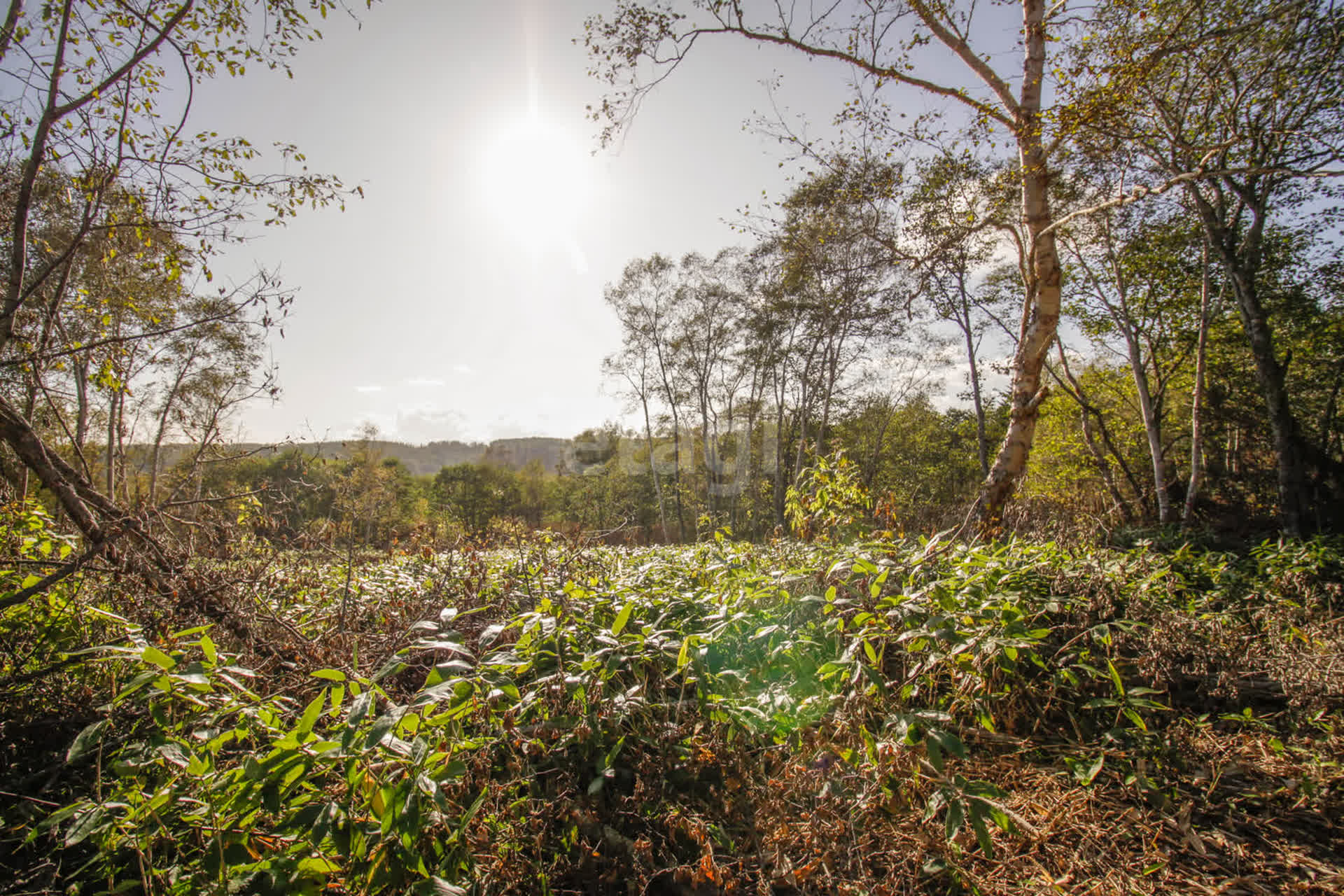 Продажа участка, Южно-Сахалинск, Сахалинская область,  Южно-Сахалинск