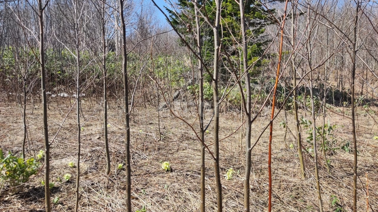 Продажа участка, Южно-Сахалинск, Сахалинская область,  Южно-Сахалинск