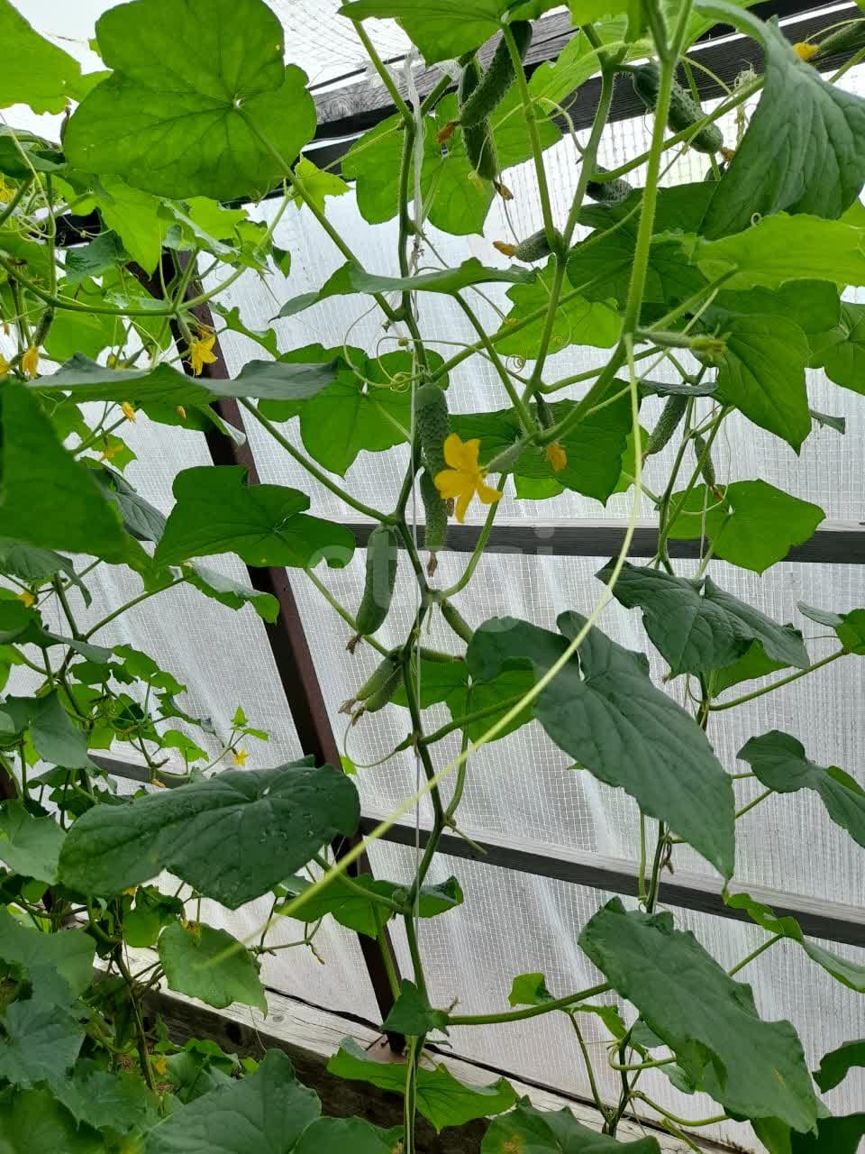 Продажа участка, Южно-Сахалинск, Сахалинская область,  