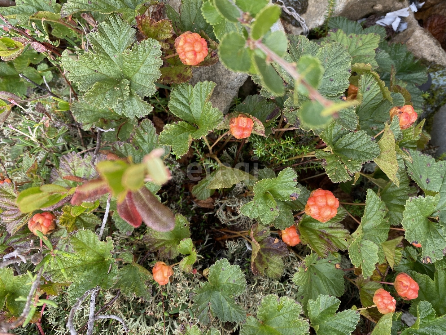 Продажа участка, Новый Уренгой, Ямало-Ненецкий АО,  Новый Уренгой