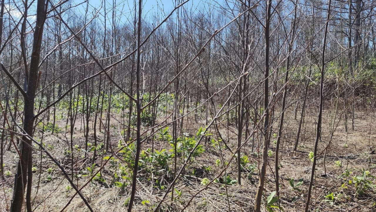 Продажа участка, Южно-Сахалинск, Сахалинская область,  Южно-Сахалинск