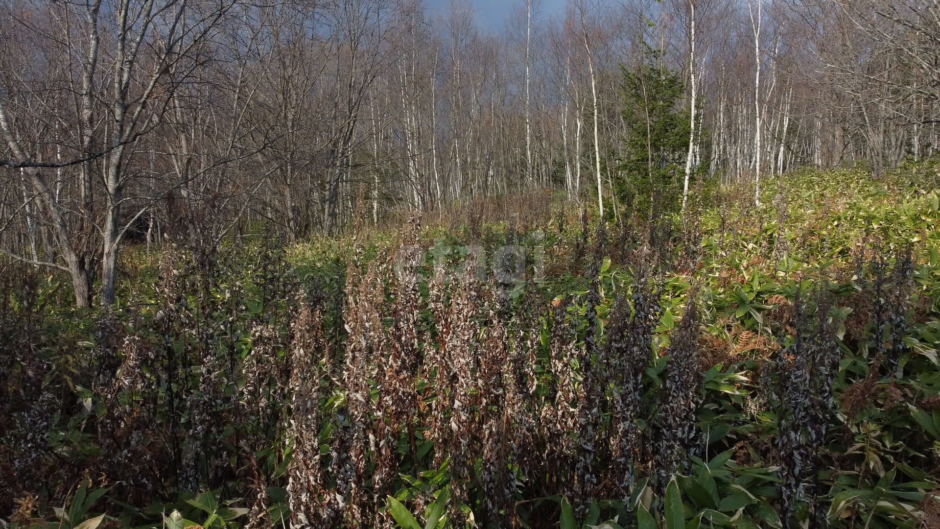 Продажа участка, Южно-Сахалинск, Сахалинская область,  Южно-Сахалинск