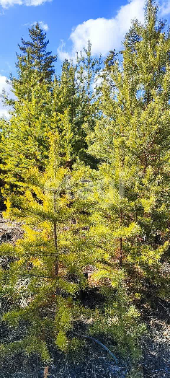 Продажа дома, 49м <sup>2</sup>, 8 сот., Улан-Удэ, Республика Бурятия,  Октябрьский