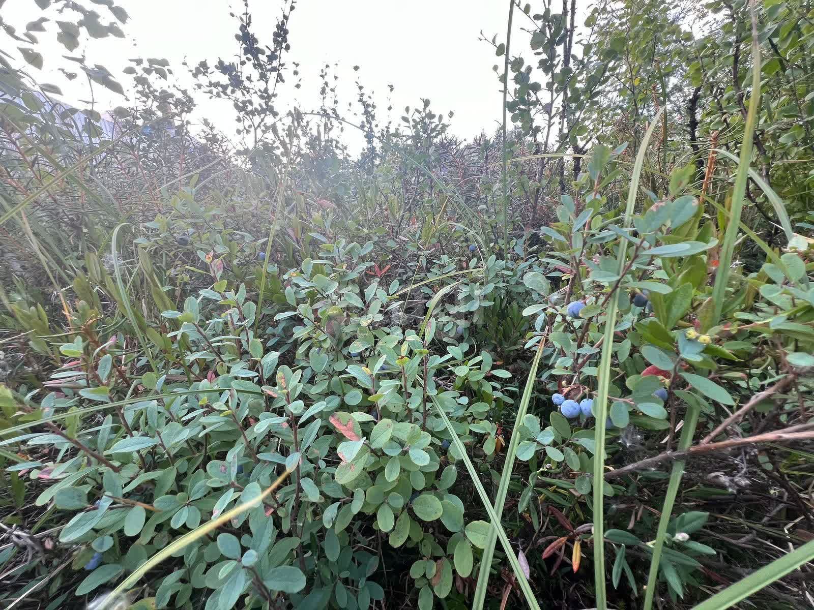 Продажа участка, Новый Уренгой, Ямало-Ненецкий АО,  Южная часть