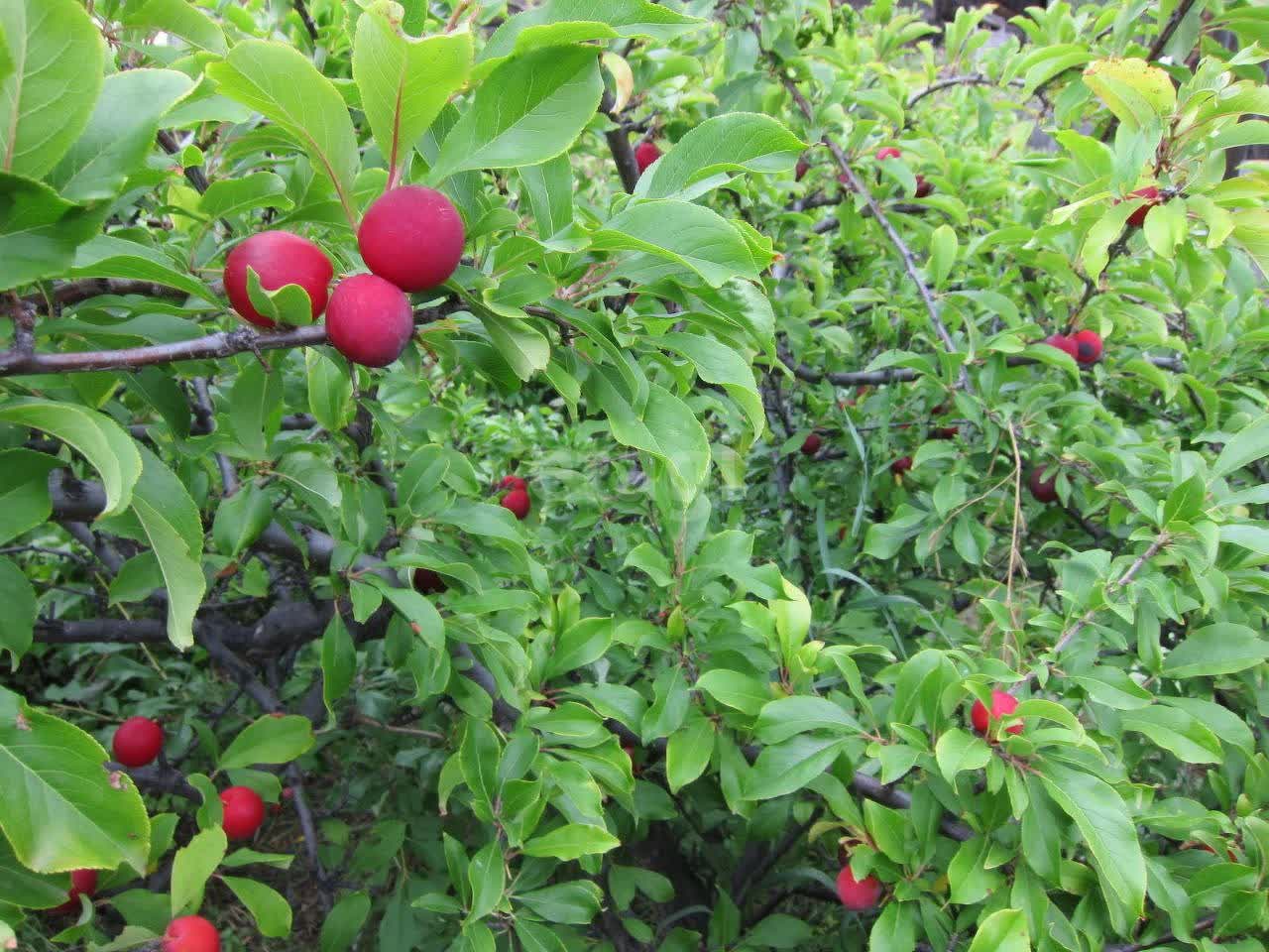 Продажа дачи, 53м <sup>2</sup>, 5 сот., Улан-Удэ, Республика Бурятия