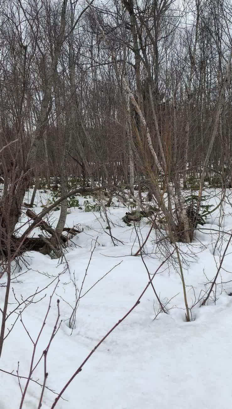 Продажа участка, Южно-Сахалинск, Сахалинская область,  