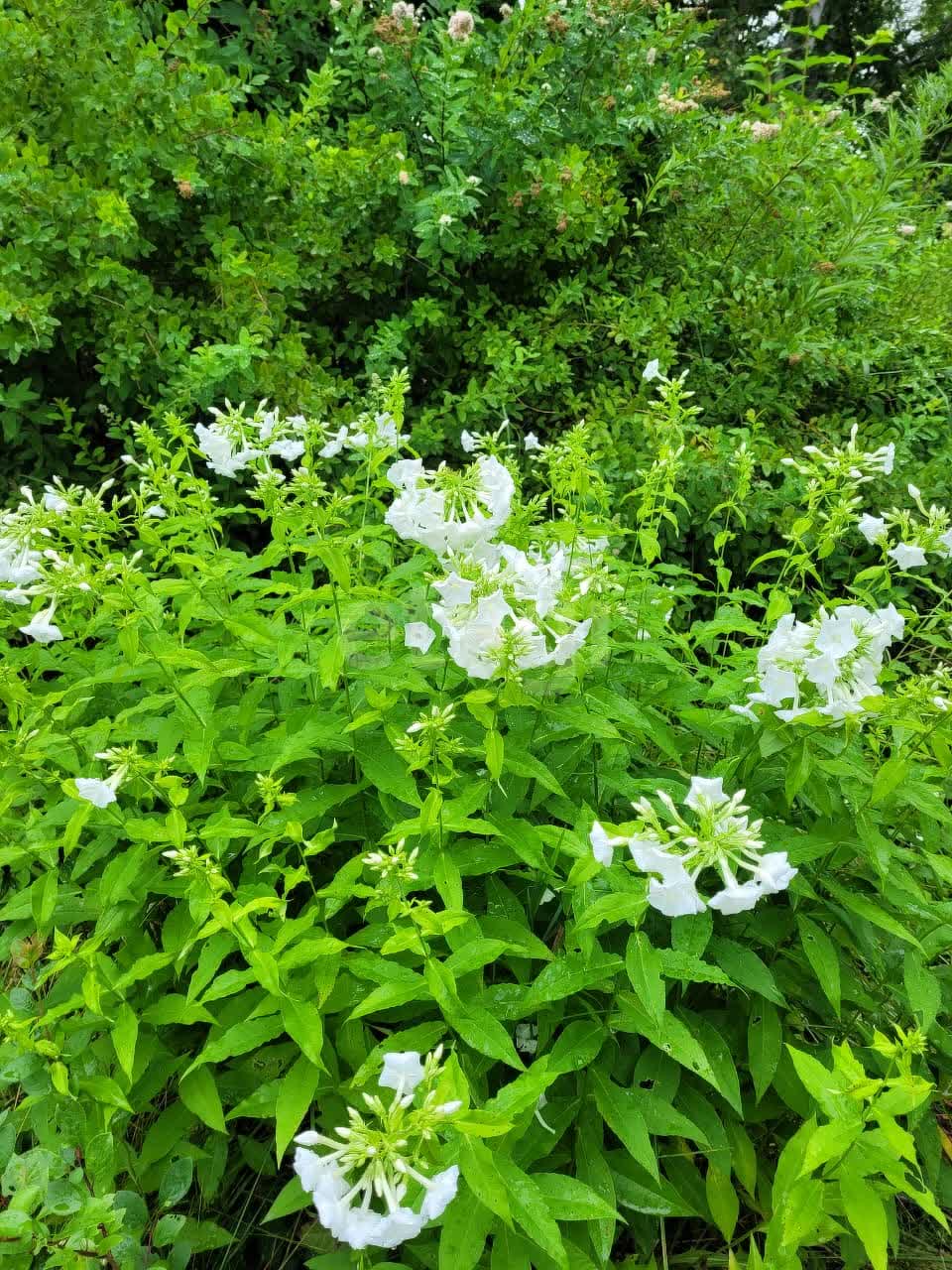 Продажа участка, Южно-Сахалинск, Сахалинская область,  Южно-Сахалинск