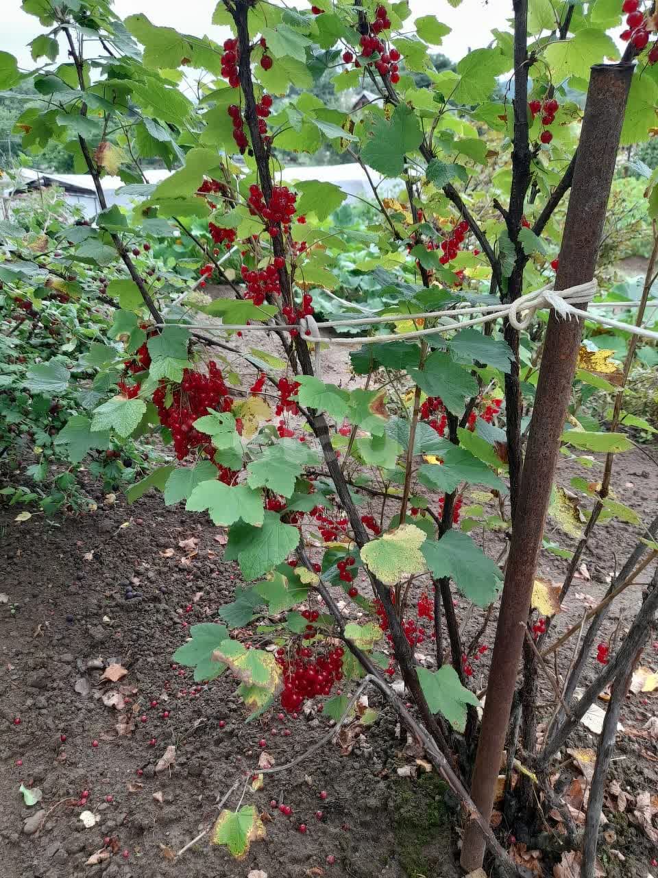 Продажа участка, Южно-Сахалинск, Сахалинская область,  