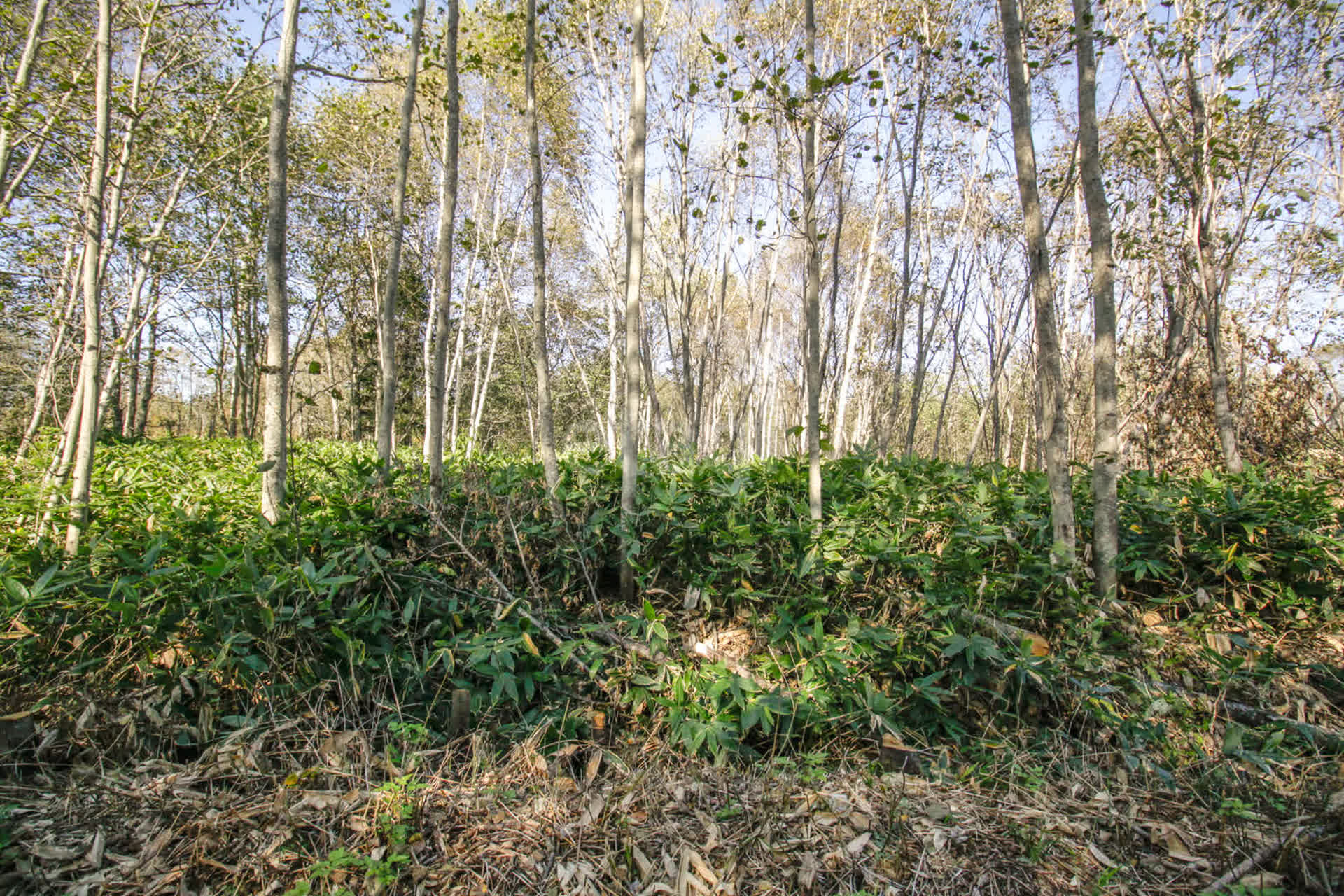 Продажа участка, Южно-Сахалинск, Сахалинская область,  Южно-Сахалинск