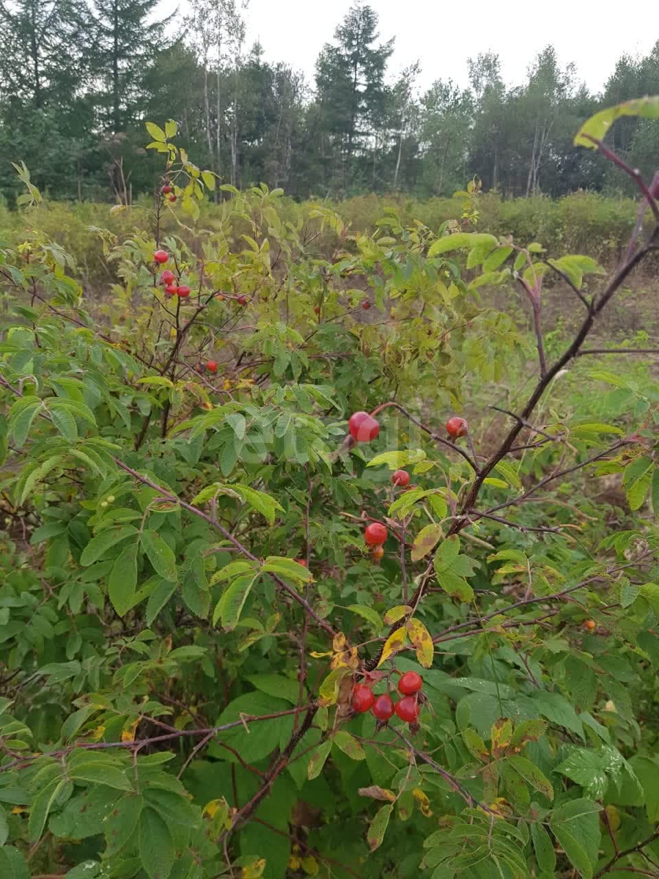 Продажа участка, Южно-Сахалинск, Сахалинская область,  Южно-Сахалинск