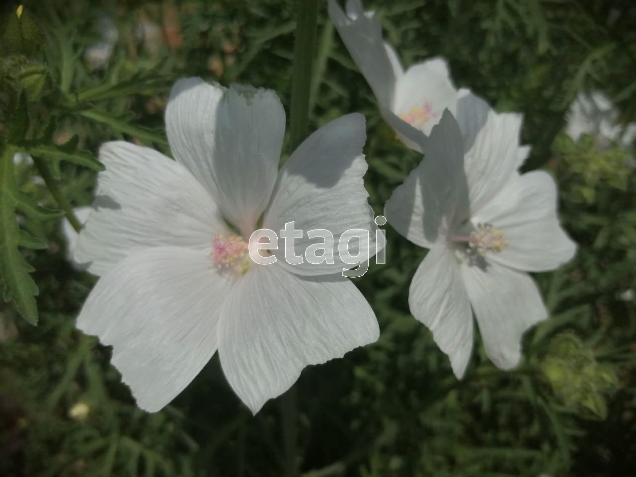 Продажа участка, Южно-Сахалинск, Сахалинская область,  