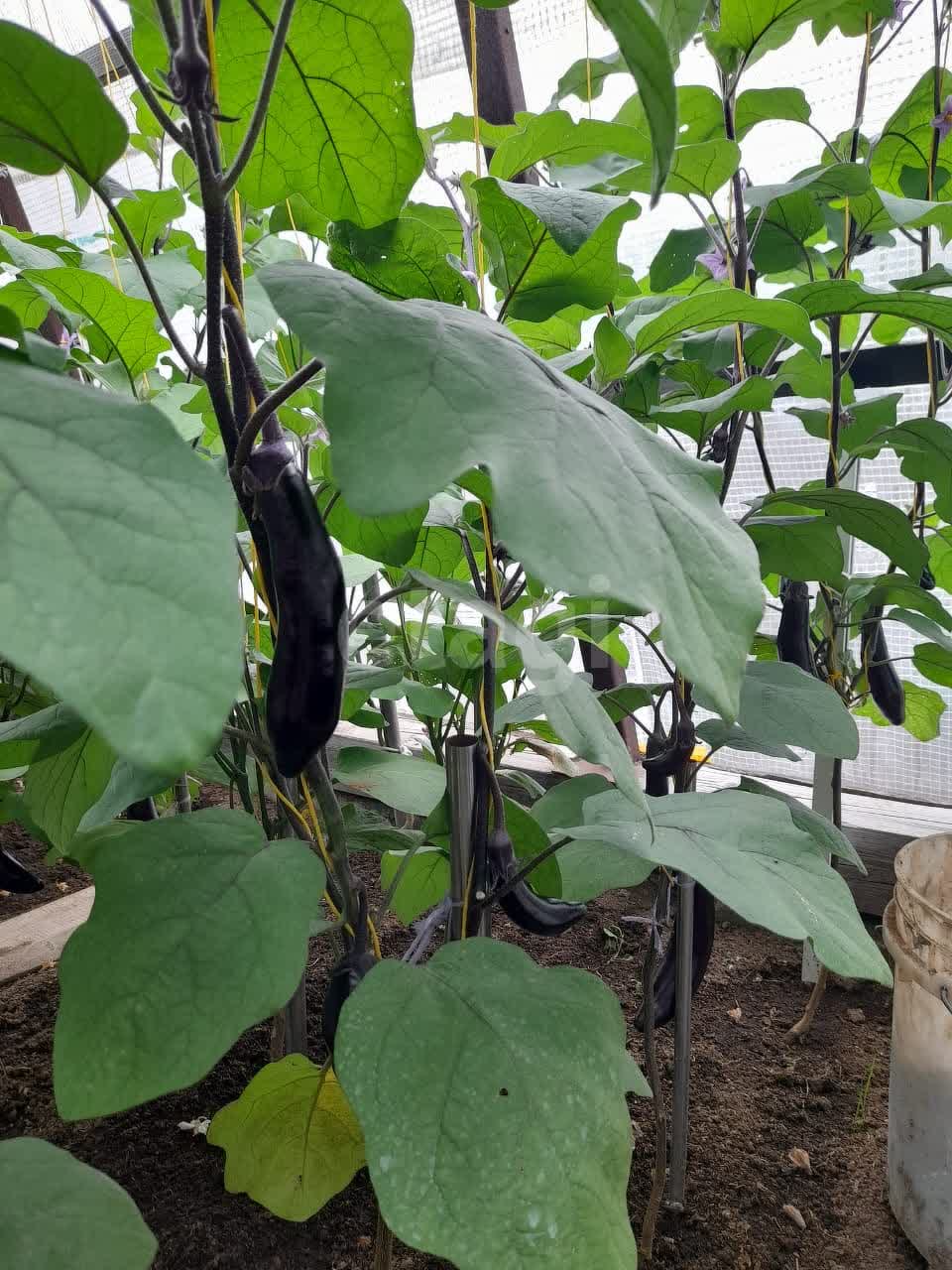 Продажа участка, Южно-Сахалинск, Сахалинская область,  