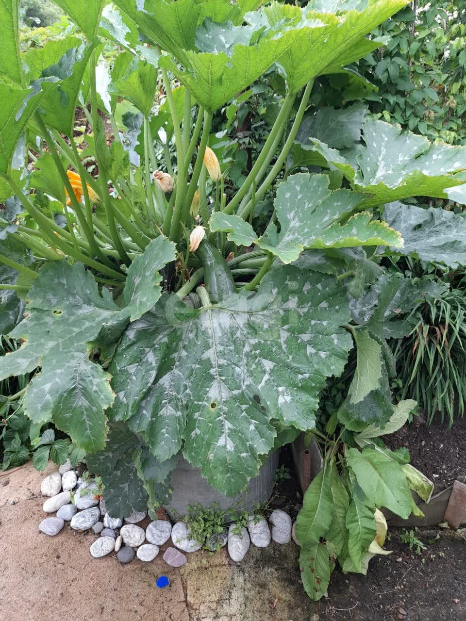 Продажа участка, Южно-Сахалинск, Сахалинская область,  