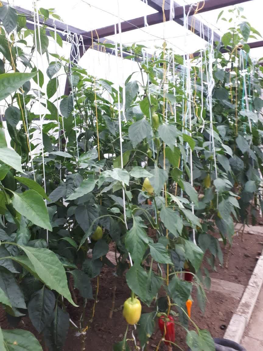 Продажа участка, Южно-Сахалинск, Сахалинская область,  