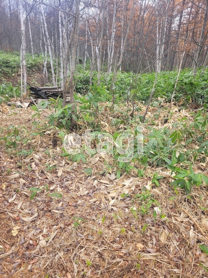 Продажа участка, Южно-Сахалинск, Сахалинская область,  