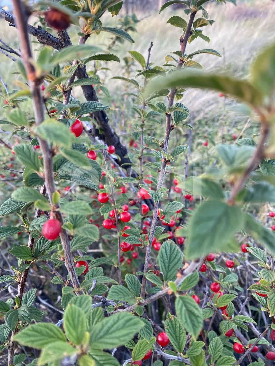 Продажа участка, Улан-Удэ, Республика Бурятия