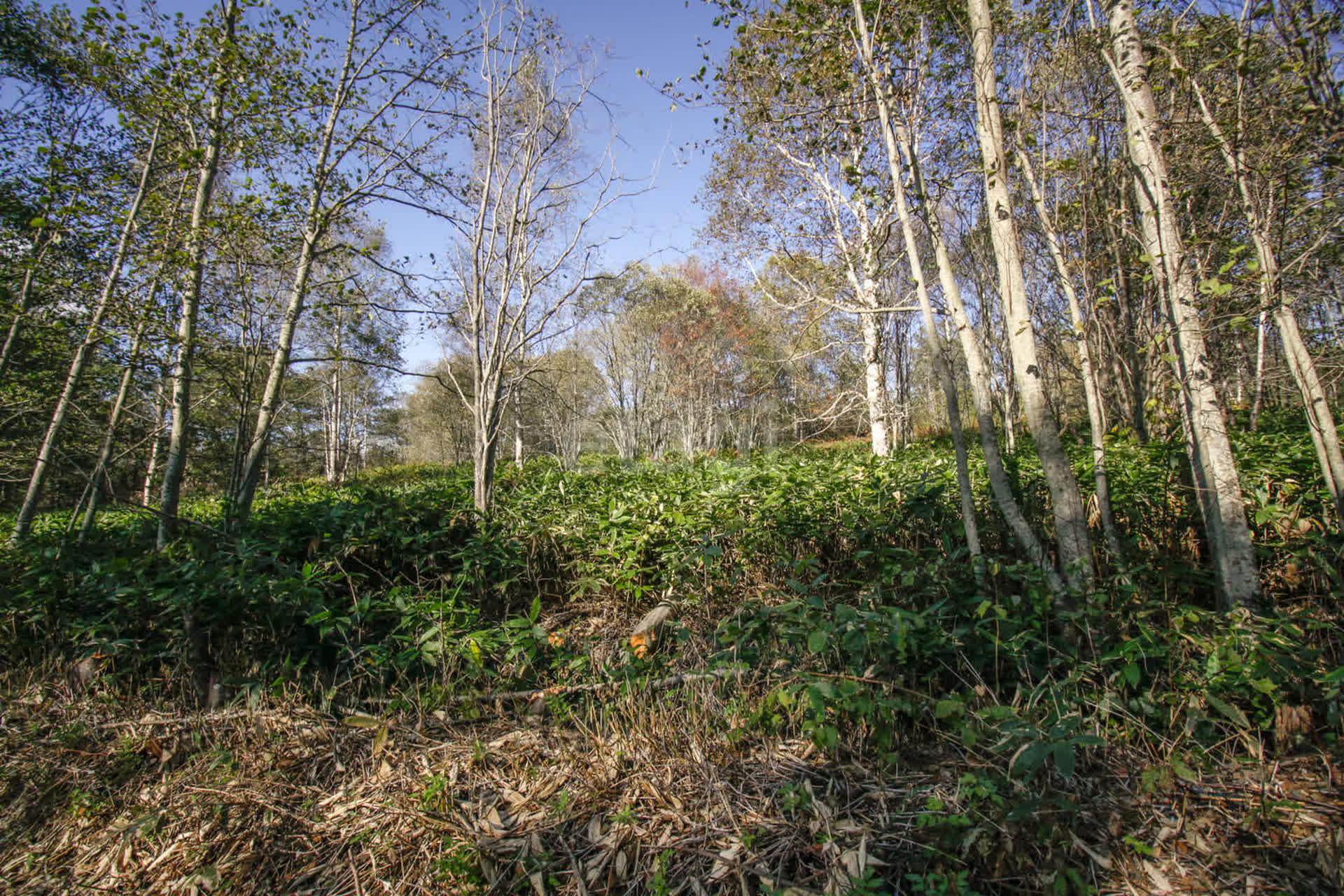 Продажа участка, Южно-Сахалинск, Сахалинская область,  Южно-Сахалинск