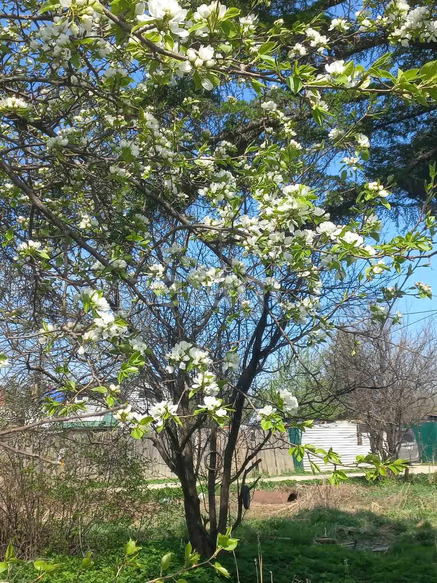 Продажа дачи, 30м <sup>2</sup>, 6 сот., Южно-Сахалинск, Сахалинская область,  