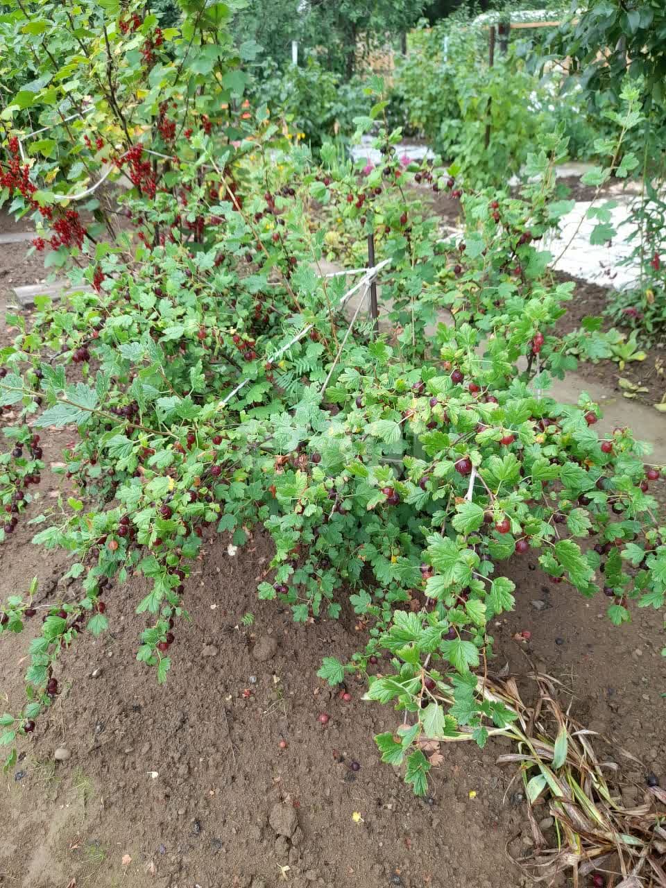 Продажа участка, Южно-Сахалинск, Сахалинская область,  