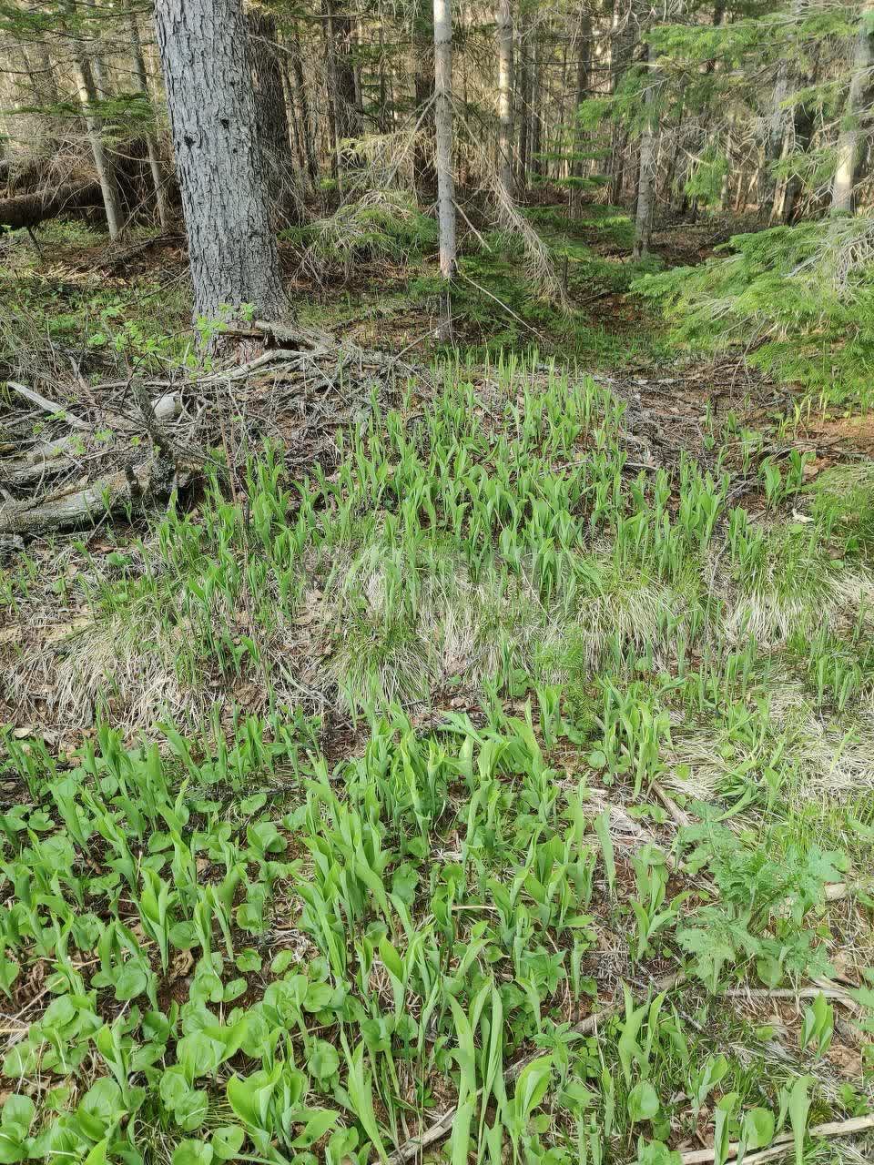 Продажа участка, Южно-Сахалинск, Сахалинская область,  Южно-Сахалинск