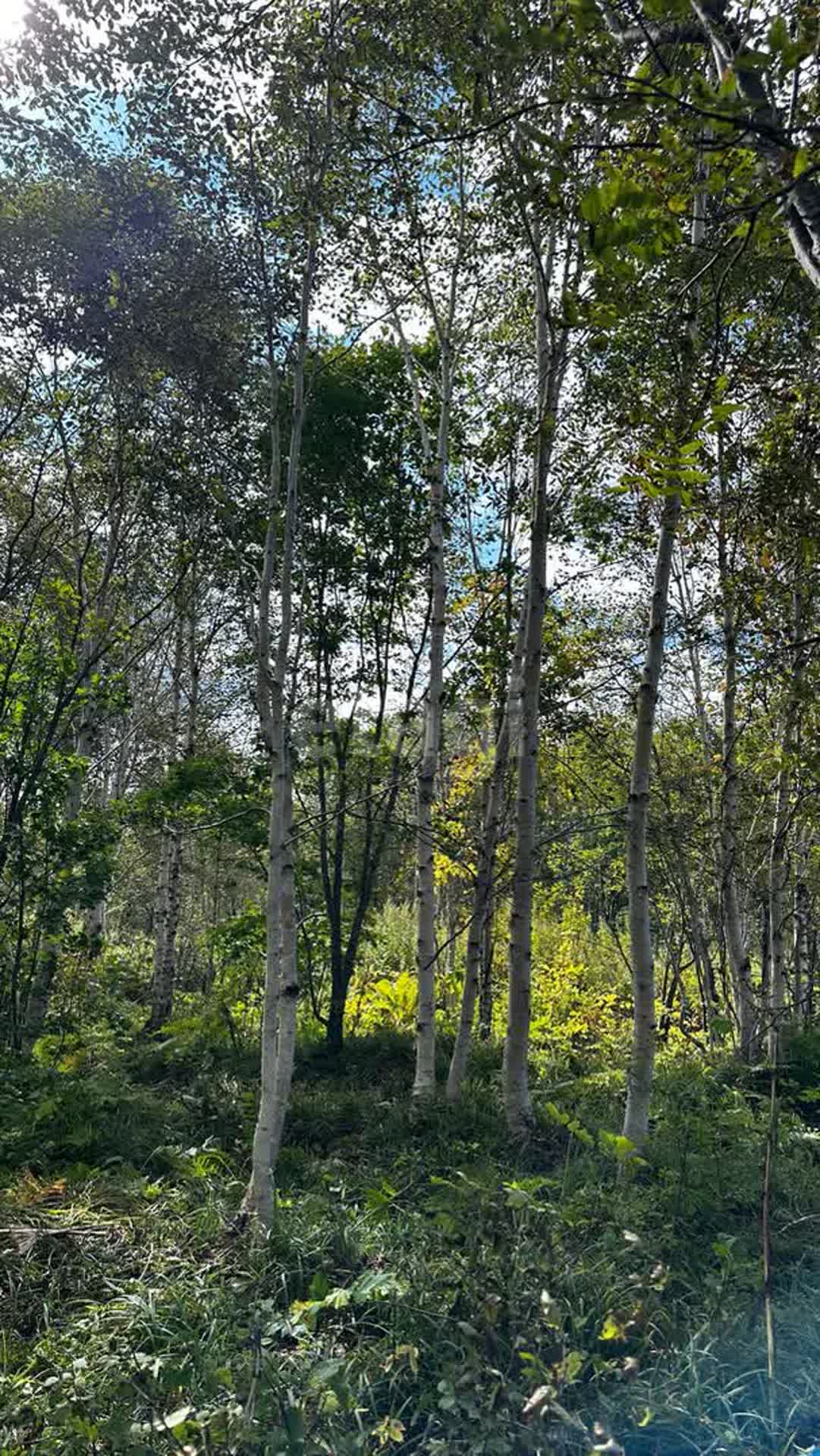 Продажа участка, Южно-Сахалинск, Сахалинская область,  Южно-Сахалинск