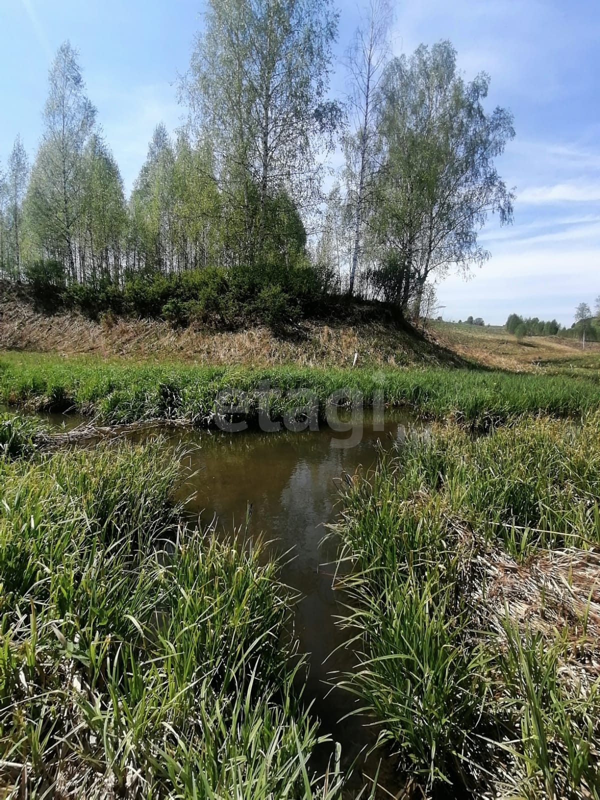 Сары чумыш новокузнецкий