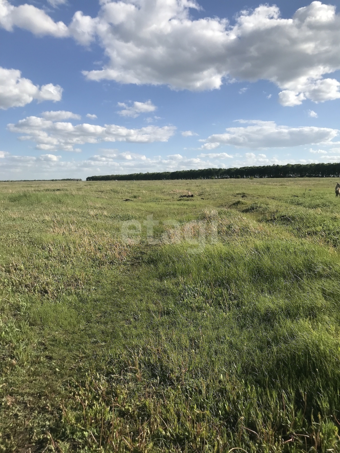 Покупка земельного участка, Петино с, 10 сот., 7824782, Воронеж - покупка