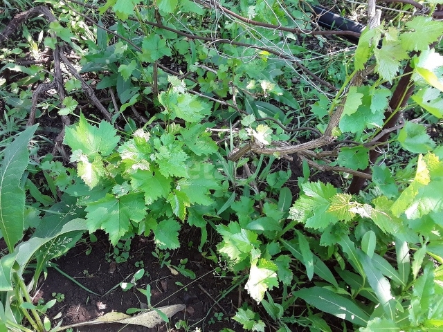 Продажа участка, Саратов, Саратовская область,  Саратов