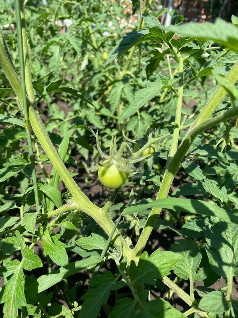 Продажа дачи, 75м <sup>2</sup>, 5 сот., Саратов, Саратовская область,  Ленинский