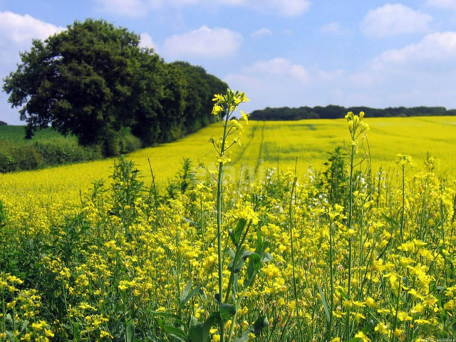 Продажа дома, 350м <sup>2</sup>, 23 сот., Саратов, Саратовская область,  