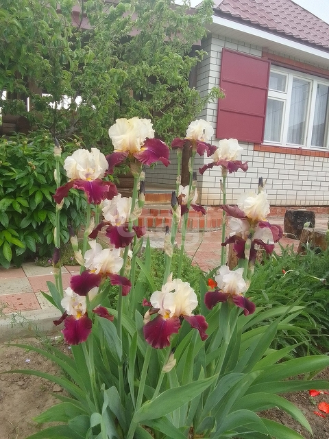 Продажа дачи, 24м <sup>2</sup>, 3 сот., Саратов, Саратовская область,  Энгельс