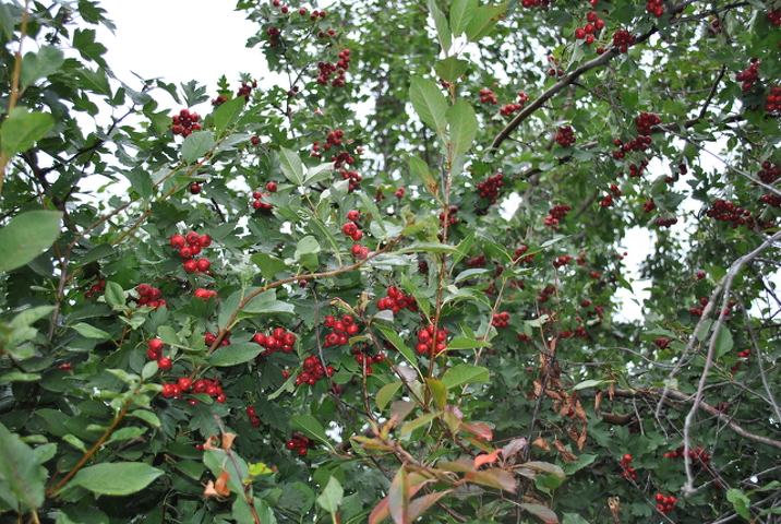 Продажа участка, Саратов, Саратовская область,  Энгельс