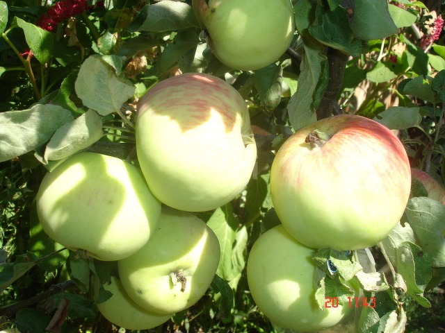 Продажа дома, 144м <sup>2</sup>, 5 сот., Саратов, Саратовская область,  Саратов