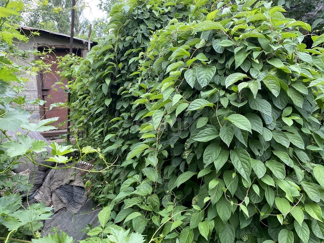 Продажа дачи, 8м <sup>2</sup>, 6 сот., Саратов, Саратовская область,  Саратов