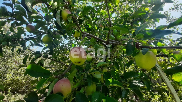 Продажа дачи, 16м <sup>2</sup>, 7 сот., Саратов, Саратовская область,  Кировский