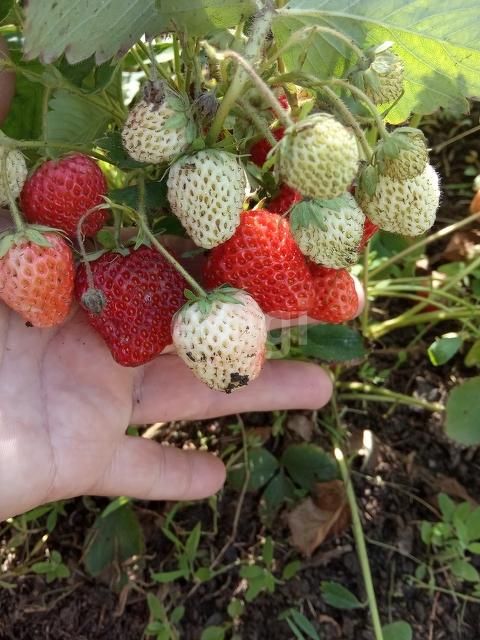 Продажа участка, Саратов, Саратовская область,  Саратов