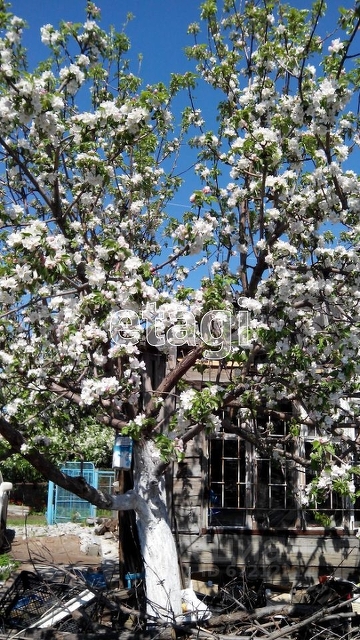 Продажа дачи, 40м <sup>2</sup>, 8 сот., Саратов, Саратовская область,  