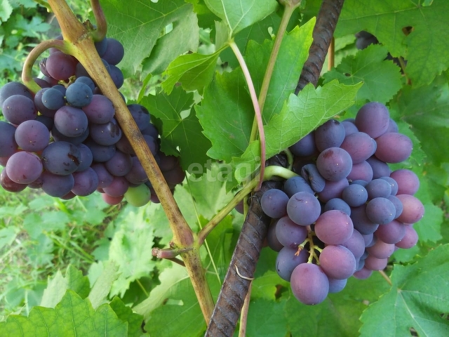 Продажа участка, Саратов, Саратовская область,  Саратов