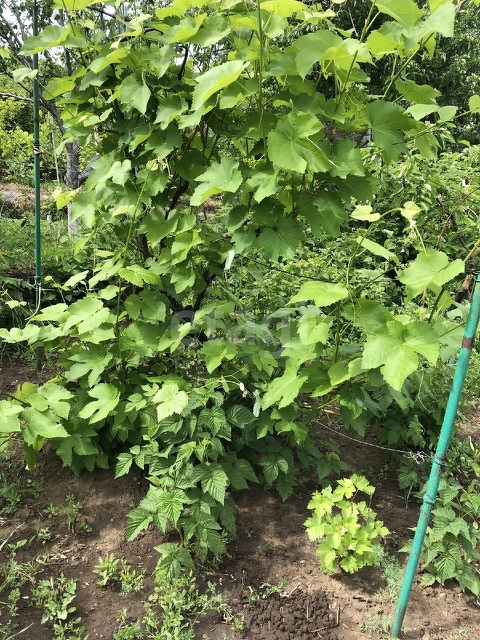 Продажа участка, Саратов, Саратовская область,  Саратов