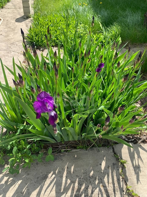 Продажа дачи, 70м <sup>2</sup>, 11 сот., Саратов, Саратовская область,  